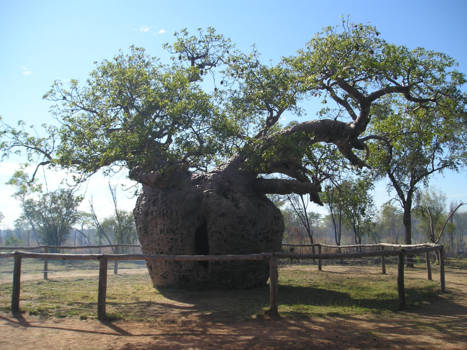 Western Australia - Near Derby: Boab Prison Tree.