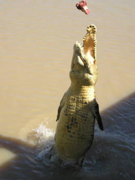 Australian Open - Adelaide River: Jumping Crocodile near our boat.