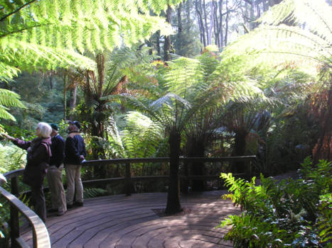 Victoria (Australië) - Cape Otway National Park.