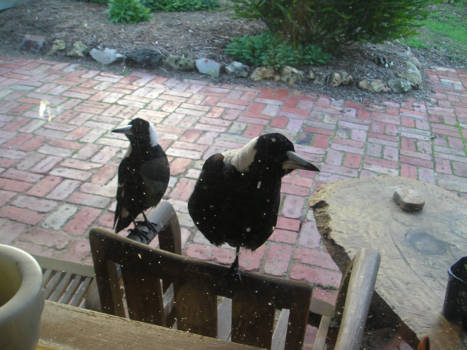 Victoria (Australië) - Hoppy (gebroken pootje) en zusje zitten te wachten om gevoerd te worden: rauw gehakt.