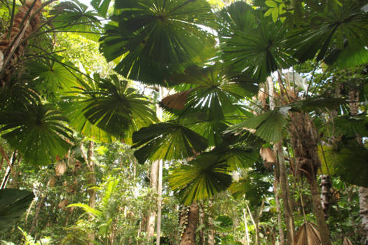 Queensland - Paraplu's in het regenwoud (Cape Tribulation)