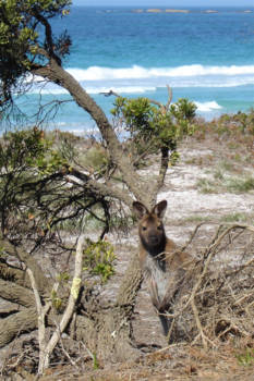 Tasmanië - A day at the beach