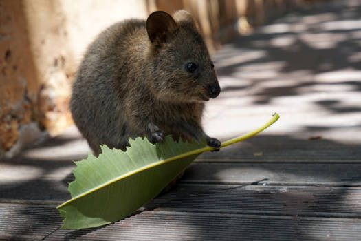 Rottnest Island - Quokka, the happiest animal in the world