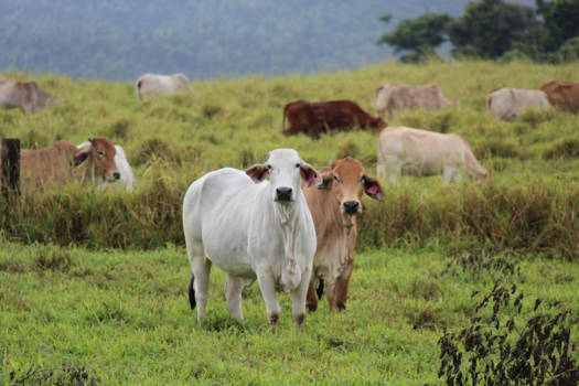 Queensland - Koeien