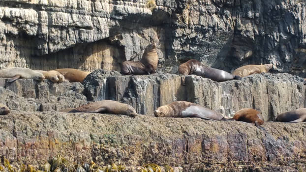 Tasmanië - Heerlijk zo vrij in de natuur