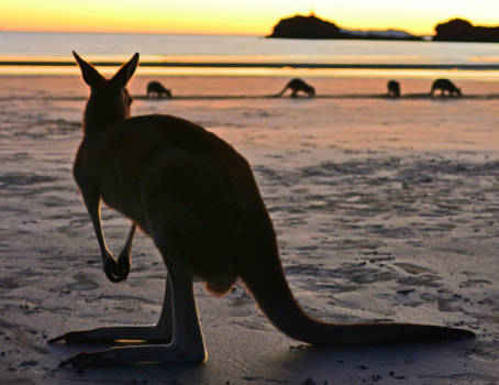 Queensland - Goodmorning!