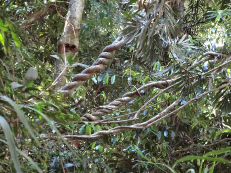 New South Wales - Dorrigo Rainforest Centre Langs de weg van  Op weg naar de  Waterfall Way B78