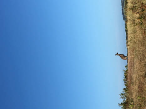 Victoria (Australië) - Leven In vrijheid