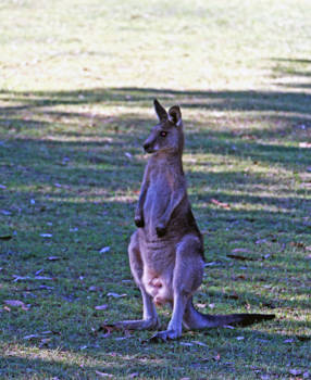 New South Wales - Kangaroe
