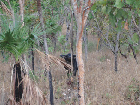 Northern Territory - Onderweg komen we wilde buffel tegen