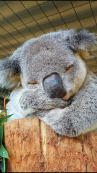 New South Wales - Wildlife parc gosford