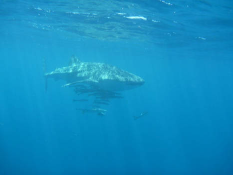 Western Australia - Whale Shark