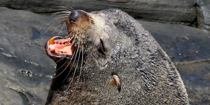 Kangaroo Island - Oog in oog met een schreeuwende zeeleeuw.