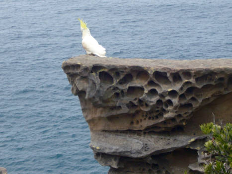 Bondi Beach - The Sea near Watsons Bay