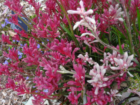 Western Australia - Kangaroopootjes in Kingspark bij Perth