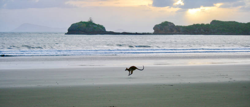 Queensland - Kangaroes op het strand bij Cape Hillsborough