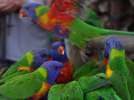 Queensland - Dinner time