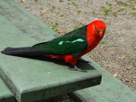 Victoria (Australië) - de King Parrot  op een pick-nicktafel in het bos niet zo ver bij Melbourne vandaan