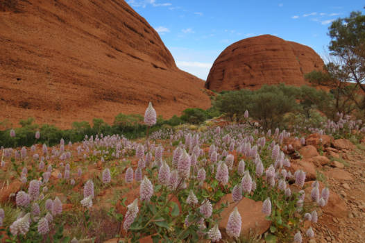 Uluru (Ayers Rock) - Flowers on the rocks