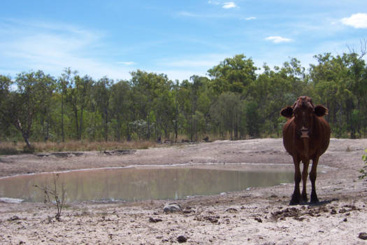 Northern Territory - Outback Cattle!