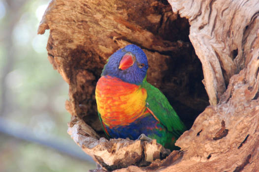 Victoria (Australië) - What do you want?