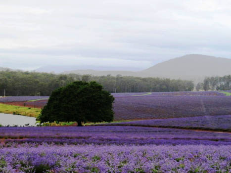 Tasmanië - Lavendelfarm Bridestowe