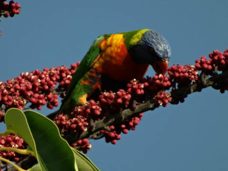 Sydney - Kleurrijke vogel eet kleurrijke besjes