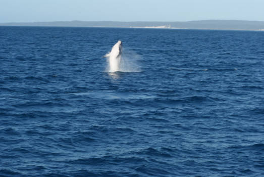 Queensland - Walewatching