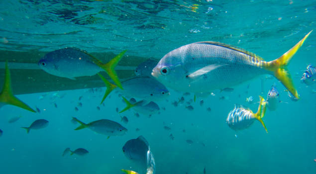 Whitsunday Islands - Onderwaterwereld bij de Whitsunday Islands