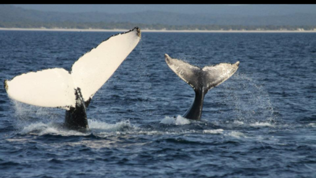Hervey Bay Marine Park - Mam en kind aan het spelen