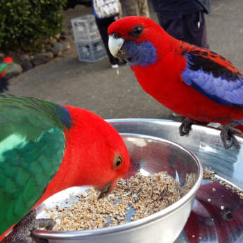 Gold Coast - Bright colors