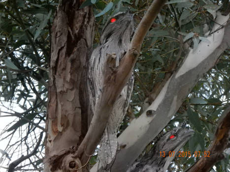 Victoria (Australië) - Boom of vogel