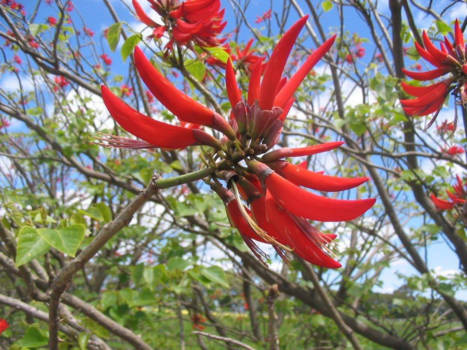 Western Australia - Flame tree in WA