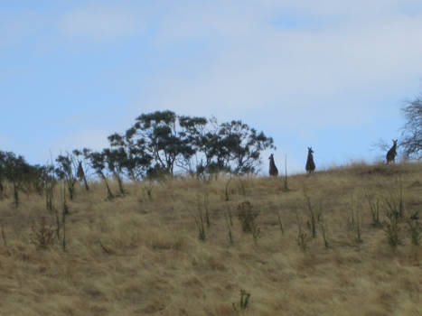 Victoria (Australië) - natuur kangeoes