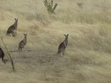 Victoria (Australië) - wie is daar?