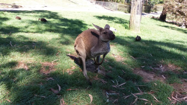 South Australia - Gorge Wildlife Park