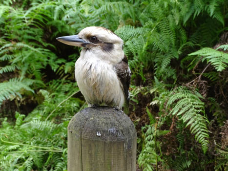 Melbourne - de Australische lachvogel (kookaburra)