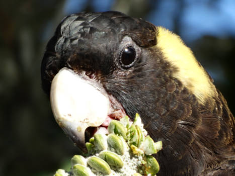 Victoria (Australië) - ons gezelschap tijdens het ontbijt in Wilson Prom