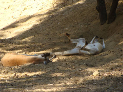 Western Australia - Relaxing love