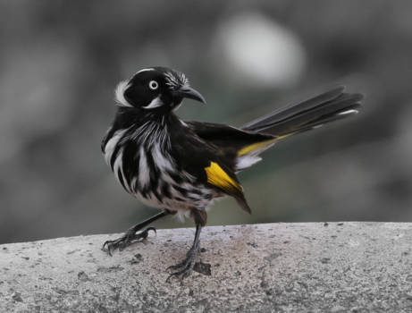 Kangaroo Island - Foto gemaakt vanuit onze lodge op Kangaroo Island