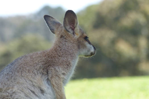 Queensland - Just thinking