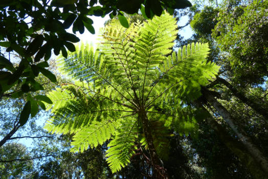 Queensland - Zoveel schakeringen groen