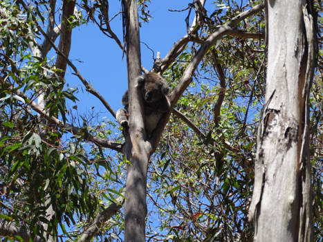 Victoria (Australië) - koala