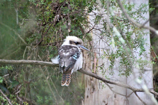 Canberra - laughing kookaburra - botanical gardens