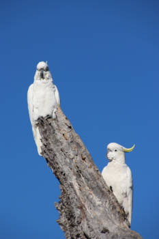 Canberra - Kaketoes in de stad