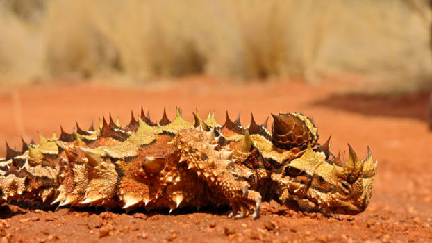 Outback - Do dinosaurs still exist?