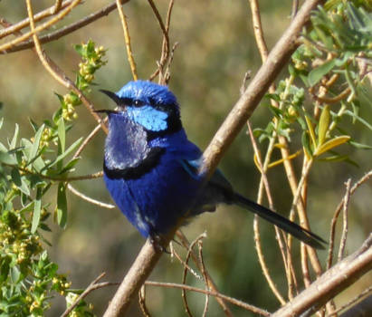 Western Australia - Singing Blue Wren