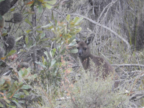 South Australia - Kangaroo Island