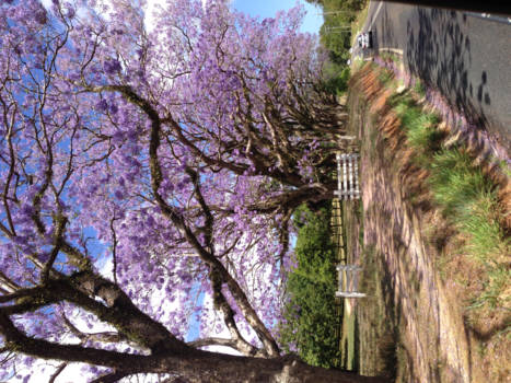 Queensland - Bloessem