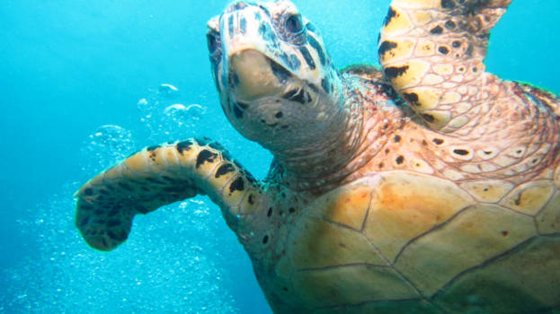 Lady Elliot Island - Een bijzondere ontmoeting.